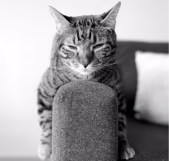 Bowtie, Emily's tabby cat, in a grayscale portrait