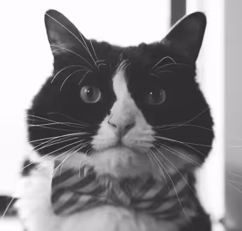 Tux, Emily's black-and-white tuxedo cat, in a grayscale portrait